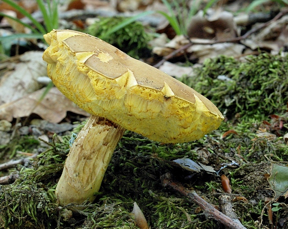 suchohríb plstnatý Boletus subtomentosus L.