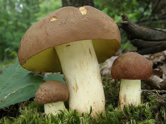 hríb príveskatý Butyriboletus appendiculatus (Schaeff. ex Fr.) Secr.