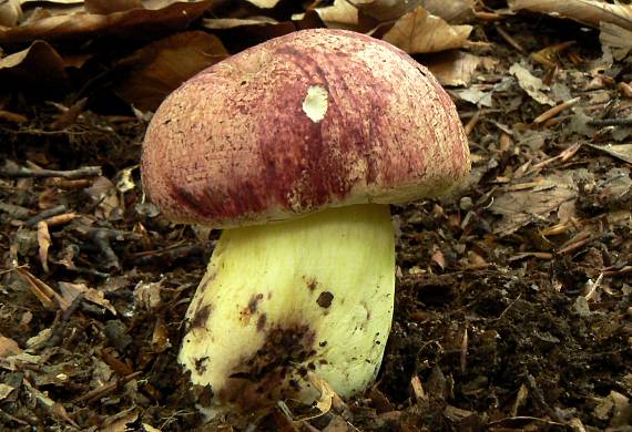 hríb kráľovský Butyriboletus regius (Krombh.) D. Arora & J.L. Frank