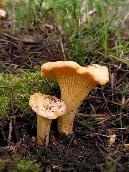 kuriatko jedlé  Cantharellus cibarius Fr.