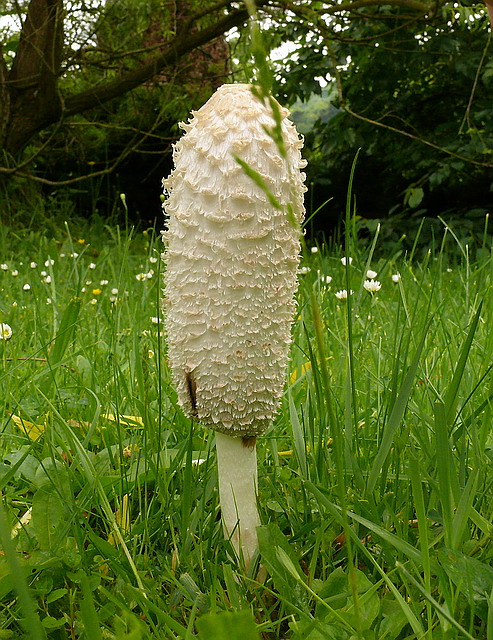 hnojník obyčajný Coprinus comatus (O.F. Müll.) Pers.