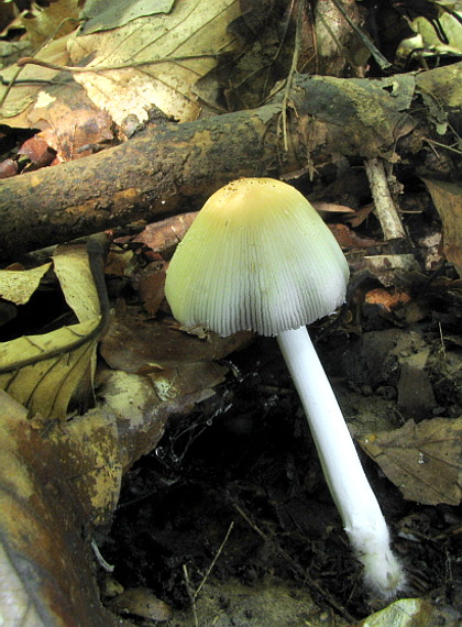 hnojník Coprinus sp.