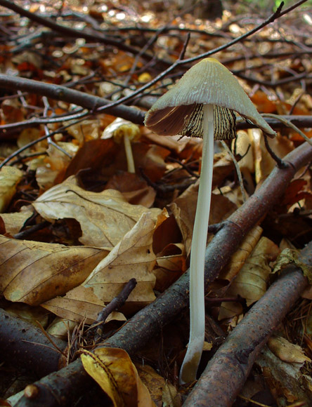 hnojník Coprinus sp.