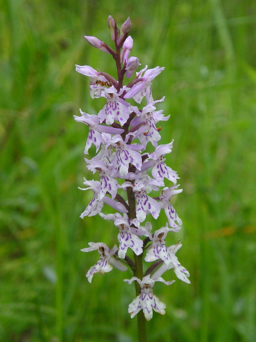 vstavačovec fuchsov pravý Dactylorhiza fuchsii subsp. fuchsii (Druce) Soó