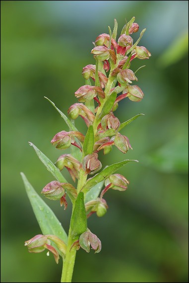 vstavačovec zelený Dactylorhiza viridis (L.) A.M. Bateman, A.M. Pridgeon &amp; M. Chase