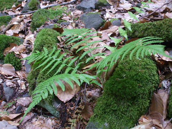 papraď samčia Dryopteris filix-mas (L.) Schott