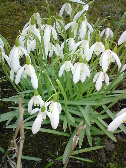 snežieky Galanthus nivalis L.