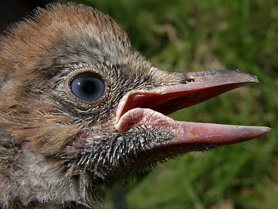 sojka škriekavá Garrulus glandarius