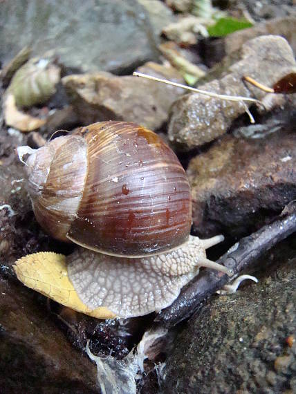 slimák záhradný Helix pomatia