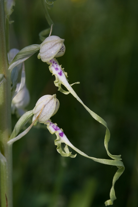 jazýčkovec jadranský Himantoglossum adriaticum H. Baumann