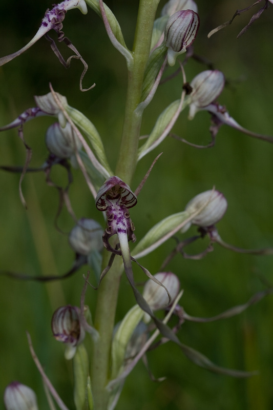 jazýčkovec jadranský Himantoglossum adriaticum H. Baumann