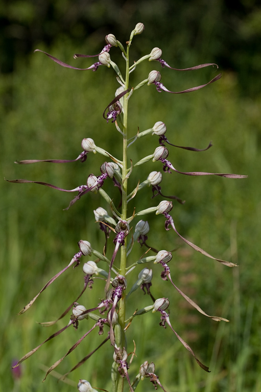 jazýčkovec jadranský Himantoglossum adriaticum H. Baumann