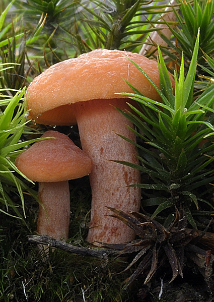 rýdzik Lactarius sp.