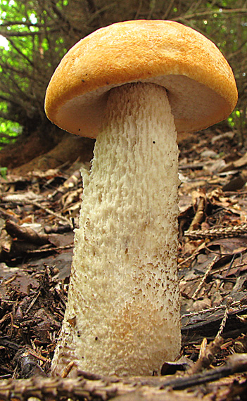 kozák osikový Leccinum albostipitatum den Bakker & Noordel.