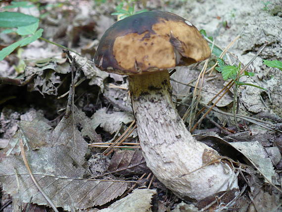 kozák hrabový Leccinum pseudoscabrum (Kallenb.) Šutara