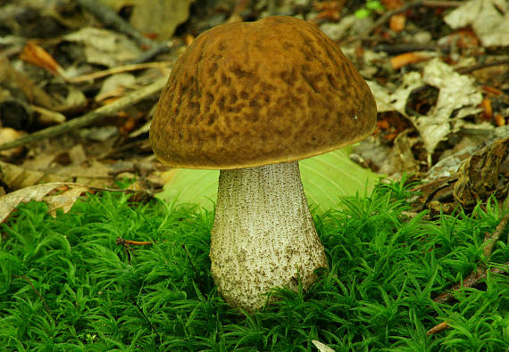 kozák hrabový Leccinum pseudoscabrum (Kallenb.) Šutara