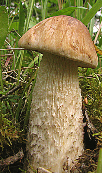 kozák Leccinum sp.