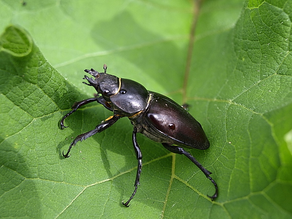 roháč veľký samica Lucanus cervus