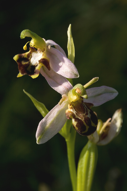 hmyzovník včelovitý Ophrys apifera Huds.