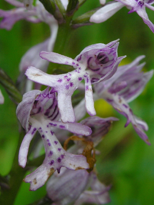 vstavač vojenský Orchis militaris L.