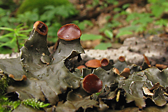 štítnatec vodorovný Peltigera horizontalis (Huds.) Baumg.