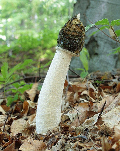 hadovka smradľavá Phallus impudicus L.