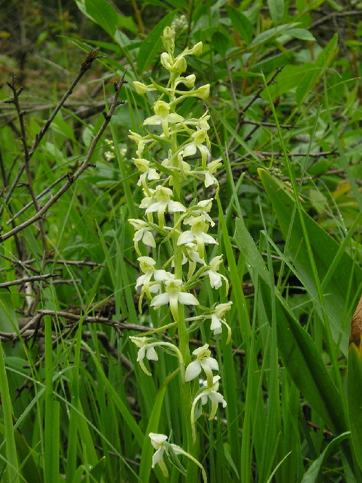 vemenník zelenkastý Platanthera chlorantha  (Custer) Reinchenb.