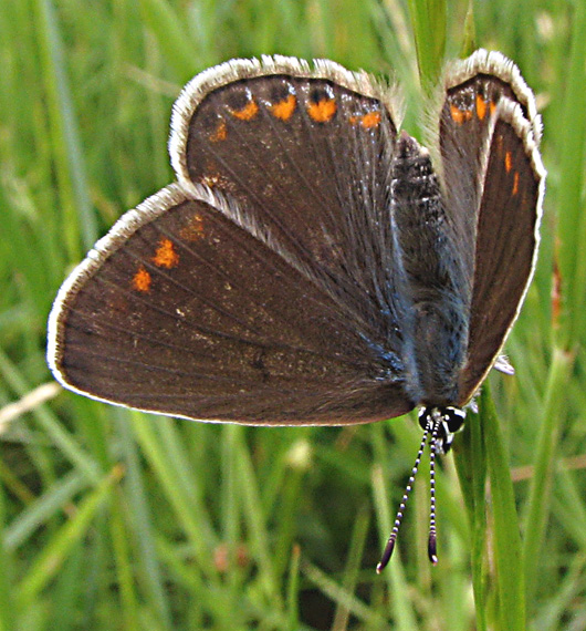 modráčik obyčajný Polyommatus icarus