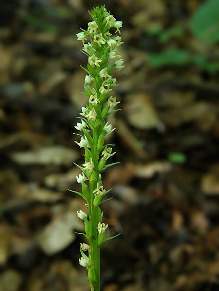 bieloprst belavý Pseudorchis albida (L.) Á. Löve et D. Löve