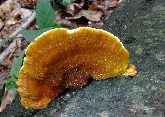 oranžovec vláknitý Pycnoporellus fulgens (Fr.) Donk