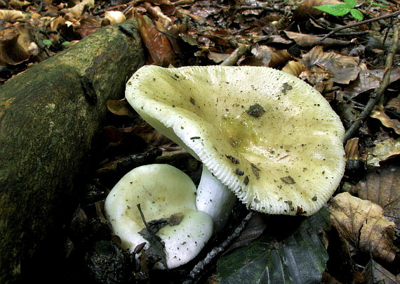 plávka trávovozelená Russula aeruginea Lindbl. ex Fr.