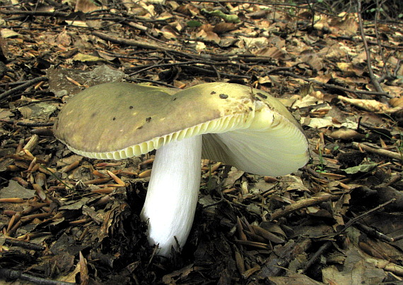 plávka Russula sp.