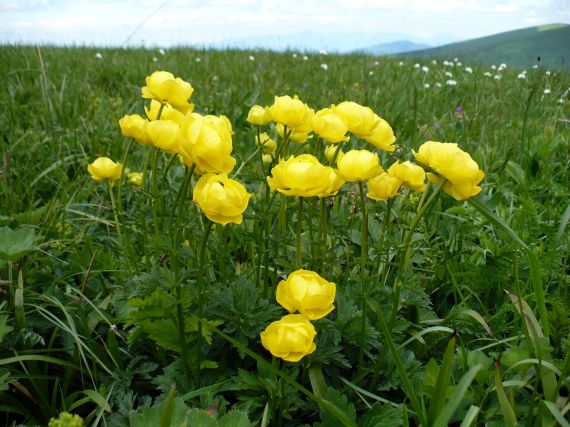 žltohlav europsky Trollius altissimus Crantz