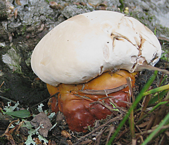 lesklokôrovka hnedočervená ganoderma lucidum (Curtis) P. Karst.