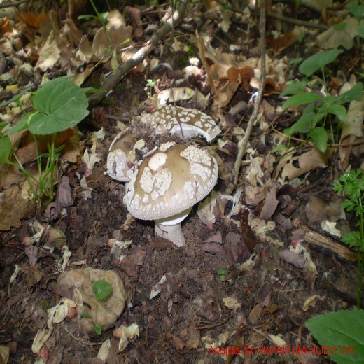 muchotrávka chrastavá Amanita ceciliae (Berk. & Broome) Bas