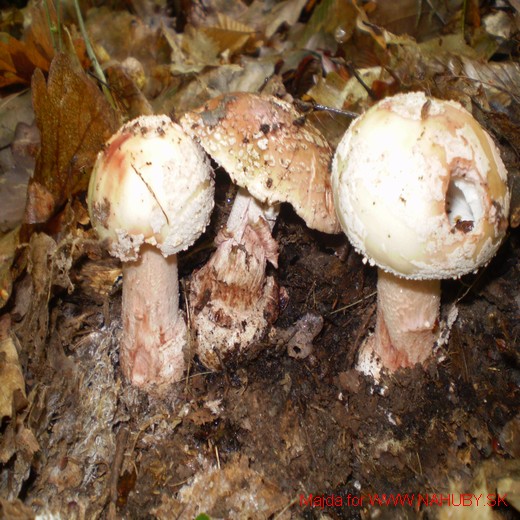 muchotrávka červenkastá Amanita rubescens Pers.