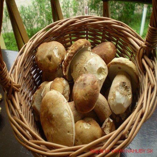 hríb dubový Boletus reticulatus Schaeff.