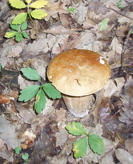 hríb dubový Boletus reticulatus Schaeff.