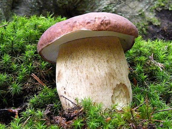 hríb dubový Boletus reticulatus Schaeff.