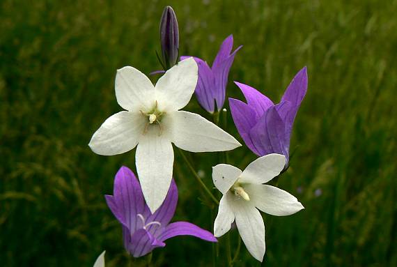 zvonček konáristý Campanula patula L.