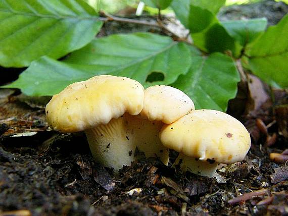 kuriatko jedlé Cantharellus cibarius Fr.