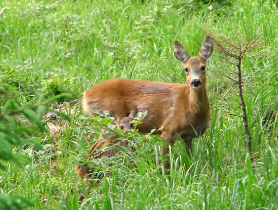 srnec hôrny -Srnec obecný  Capreolus capreolus L.,