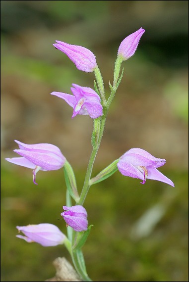 prilbovka červená Cephalanthera rubra (L.) Rich.