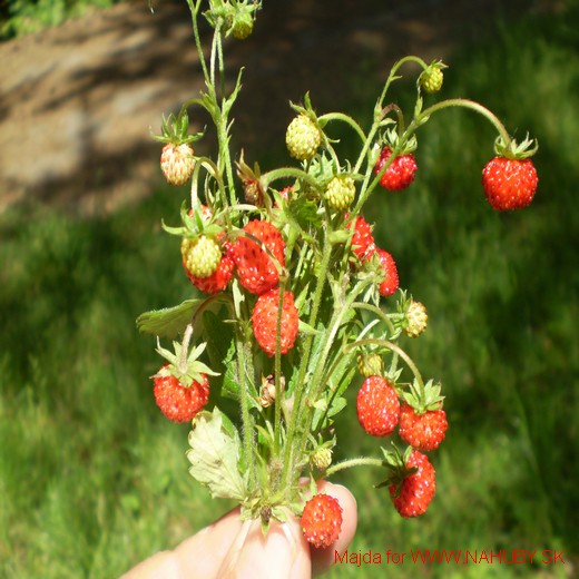 jahoda obyčajná Fragaria vesca L.