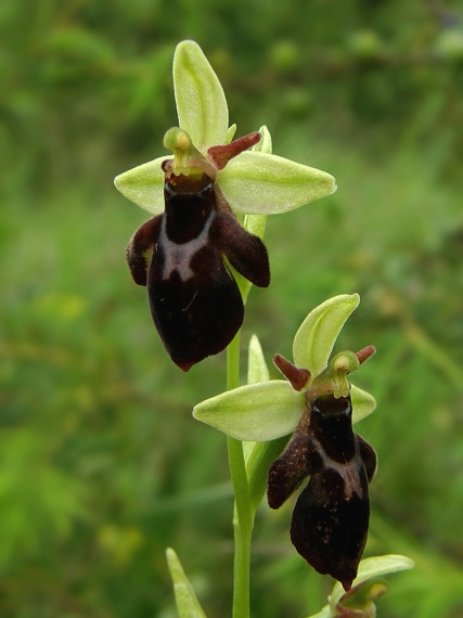 hmyzovník holubyho x hmyzovník muchovitý Ophrys holubyana x Ophrys insectifera