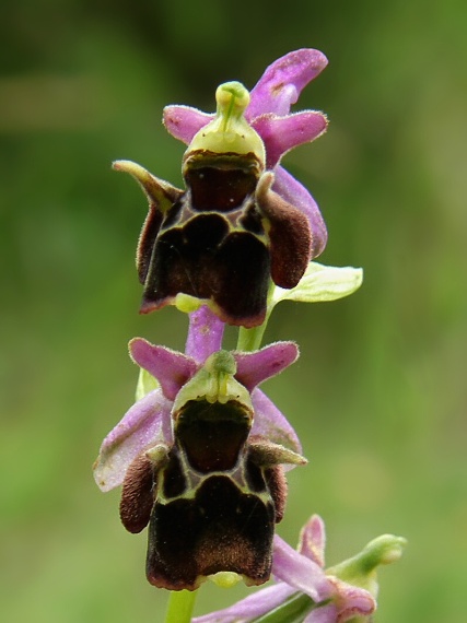 hmyzovník holubyho Ophrys holubyana András.