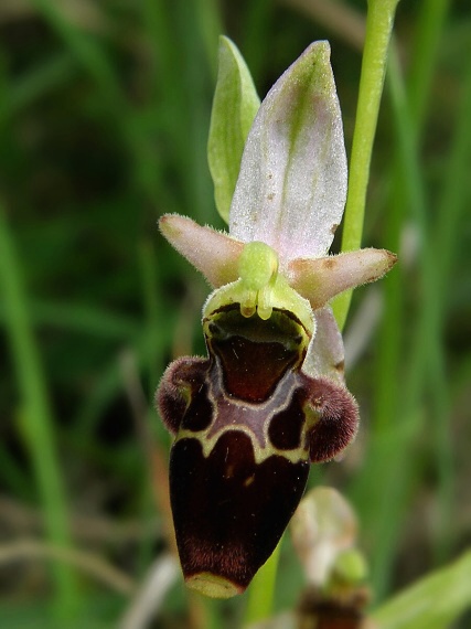 hmyzovník holubyho Ophrys holubyana András.