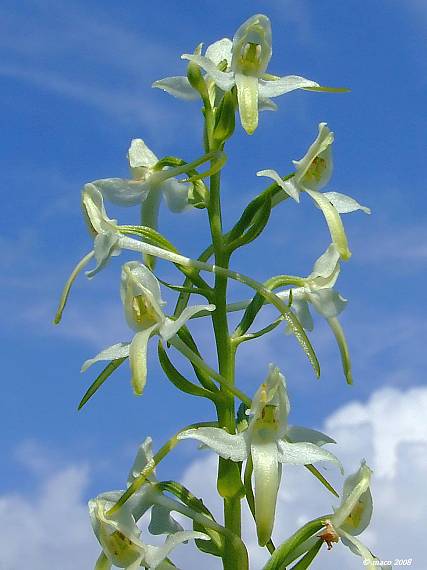 vemenník dvojlistý Platanthera bifolia (L.) Rich.