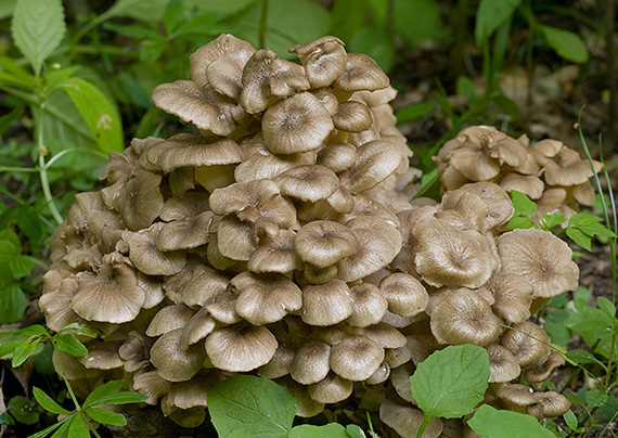 trúdnik klobúčkatý Polyporus umbellatus (Pers.) Fr.