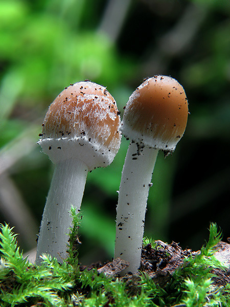 drobuľka Psathyrella sp.